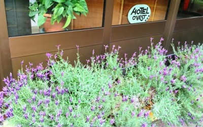 FIORI NUOVO per web